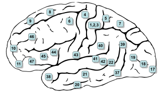 <span class="mw-page-title-main">Frontal eye fields</span> Region of the frontal cortex of the brain