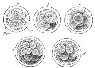 Morula Early-stage embryo consisting of 16 cells