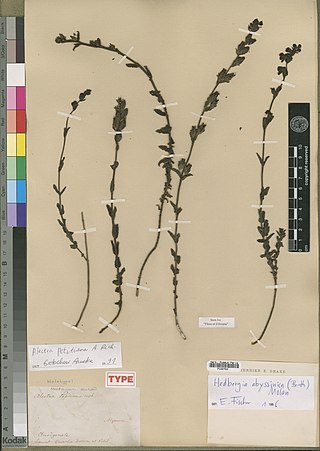 <i>Hedbergia</i> Genus of flowering plants in the broomrape family