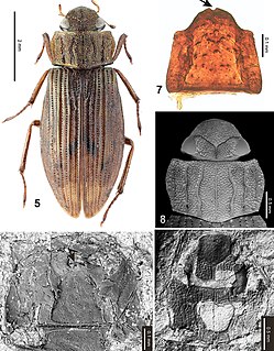 <i>Helophorus sibiricus</i> Species of beetle