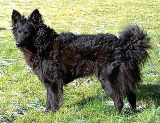 <span class="mw-page-title-main">Mudi</span> Dog breed