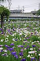 Jardín Suigō Itako Iris y tren Línea Kashima.