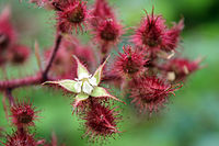 Blütenknospen und geöffnete Blüte