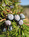 sočne šišarke kleke (Juniperus communis)