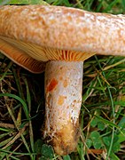 Pied orné de fossettes (scrobicules).