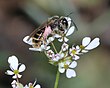 הליקטית השוליים (Lasioglossum marginatum), נקבה משחרת על מסרק, הכרמל