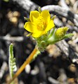 Mentzelia albicaulis