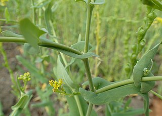 <i>Myagrum</i> Genus of Brassicaceae plants