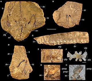 <i>Noteosuchus</i> Extinct genus of reptiles from the earliest Triassic deposits of South Africa