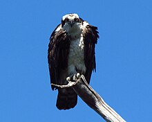 Osprey Osprey 1.jpg