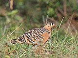 Painted sandgrouse