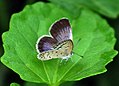 Pale grass blue