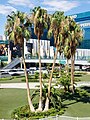 Las Vegas palm trees