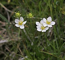 Parnassia parviflora Parnassia parviflora.jpg