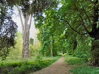 Petersham Lodge woods by the Thames, Petersham