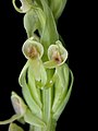 Platanthera hyperborea