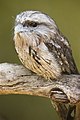 Tawny frogmouth