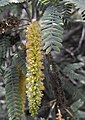 Prosopis chilensis