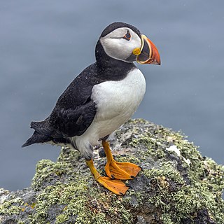 <span class="mw-page-title-main">Atlantic puffin</span> Species of seabird