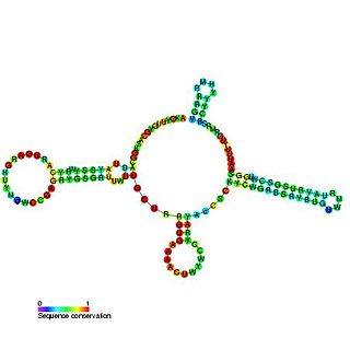 <span class="mw-page-title-main">U4 spliceosomal RNA</span> Non-coding RNA component of the spliceosome