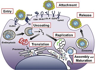 <span class="mw-page-title-main">Viral strategies for immune response evasion</span>