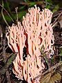 Ramaria sp