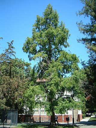 <i>Metasequoia</i> Genus of conifers