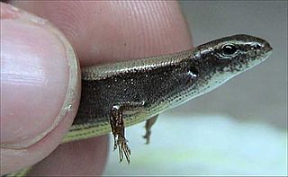 <i>Scincella</i> Genus of lizards