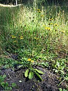 Senecio aquaticus s. str. sl2.jpg