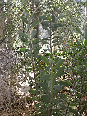 Senecio crassissimus