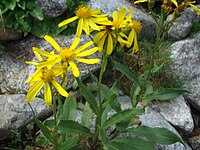 Senecio pyrenaicus