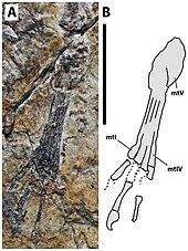 Fossil (A) and schematic drawing (B) of the right foot of Sinomacrops Sinomacrops foot.jpg