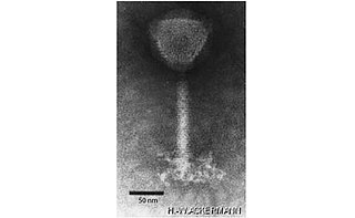 <i>Herelleviridae</i> Family of viruses