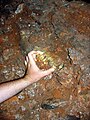 Afrikaans: Fossielwerwels in die Sterkfonteingrotte. English: Fossilised vertebra in the Sterkfontein Caves.