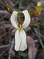 Stylidium schoenoides