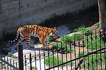 Tbilisi zoo tiger.jpg