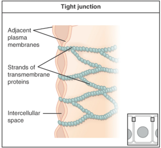 <span class="mw-page-title-main">Cell junction</span> Multiprotein complex that forms a point of contact or adhesion in animal cells