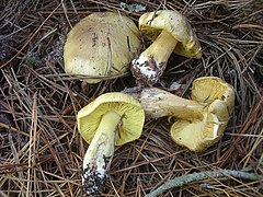 Tricholoma auratum