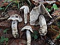 !Tricholoma bresadolanum!