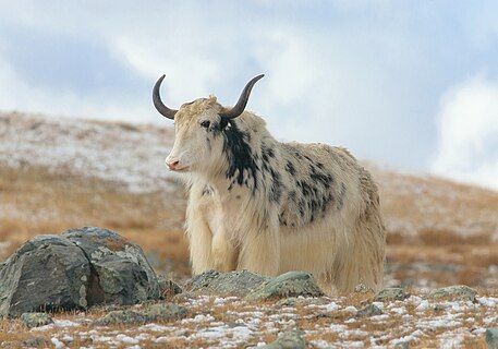 A sarlyk or Tibetan yak in the Altai Mountains