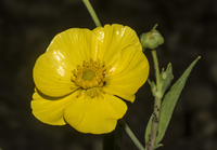 Ranunculus lingua