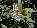 Abelia triflora.