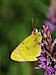 18 Commons:Picture of the Year/2011/R1/Hochmoorgelbling Colias palaeno.JPG