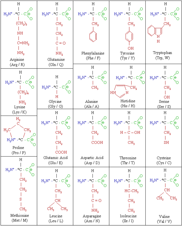 The 20 Genetically Encoded Amino Acids