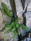 Asplenium marinum 001.JPG