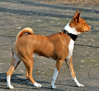 <span class="mw-page-title-main">Basenji</span> Dog breed