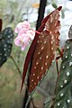 Begonia pseudolubbersii.jpg