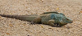 blue iguana