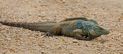 Cyclura lewisi (Iguania)