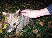 A tame possum in the Treasury Gardens Brushtail possum stroked.jpg